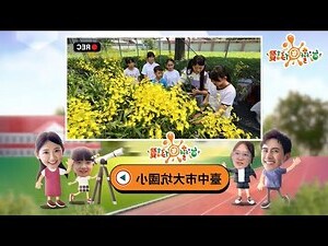 文心蘭切花照顧