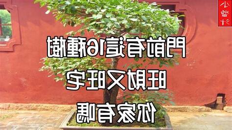 門前種樹風水