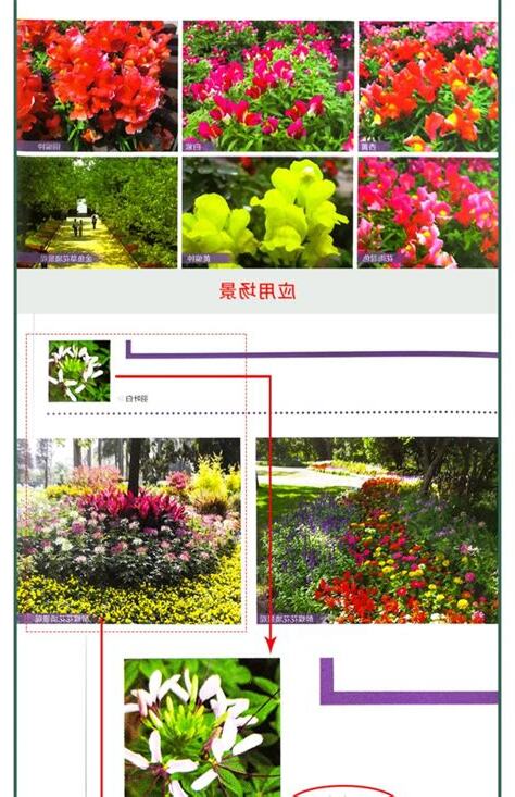 行道花