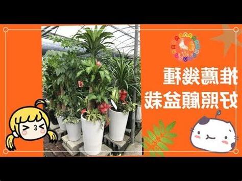 送盆栽禁忌