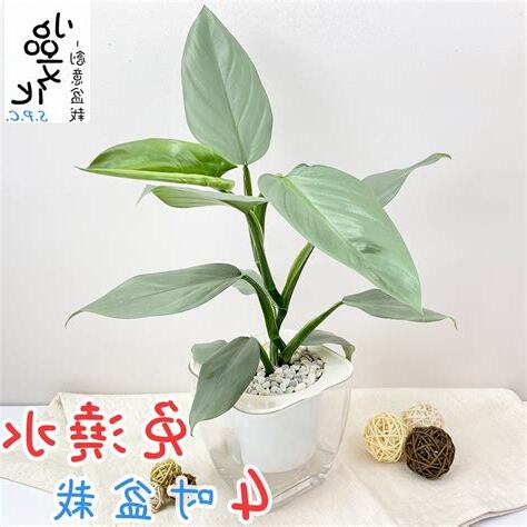 銀劍蔓綠絨照顧