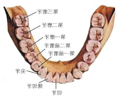 大牙是什么