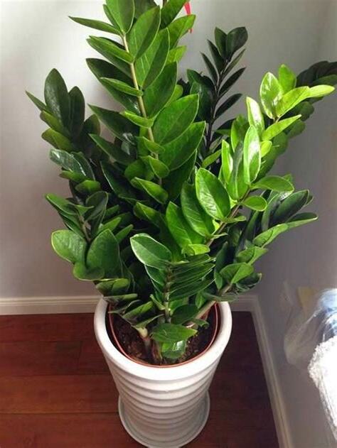觀葉植物介紹