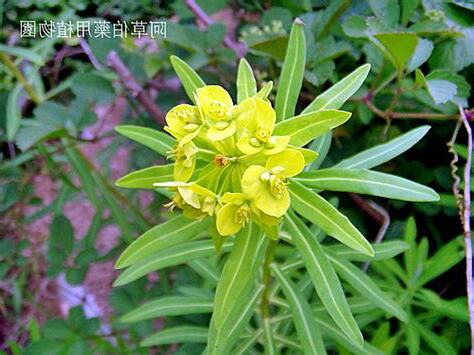五虎下山草藥