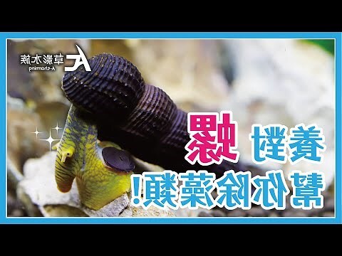 魚缸螺種類