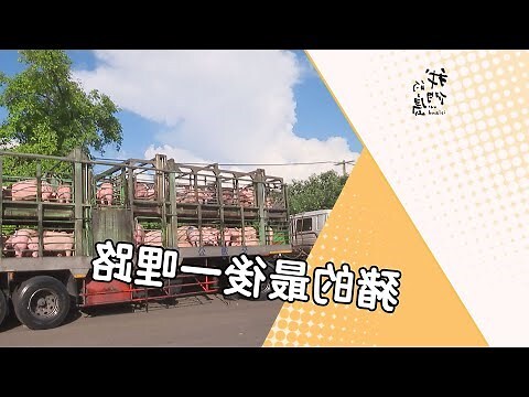 癸亥豬