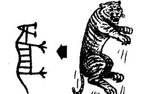 老虎五行
