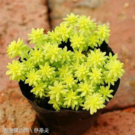 黃金萬年草花語