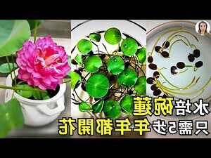眼樹蓮種植