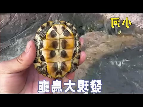 撿到烏龜運氣