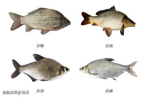 淡水魚有哪些