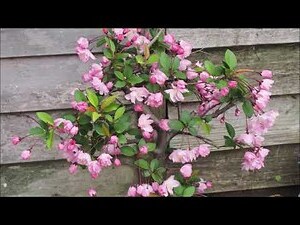海棠開花