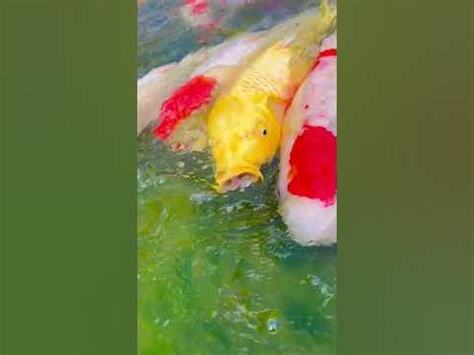 胖鯉魚