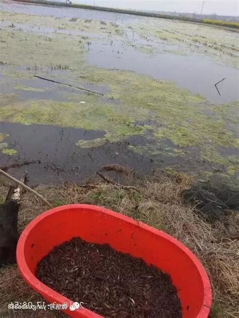 青苔哪裡找