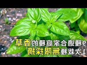 香花植物有哪些