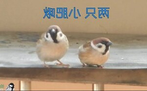 麻雀在家做窝好吗