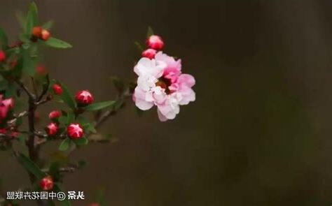 松紅梅花期