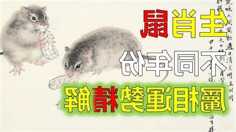 屬老鼠今年運勢