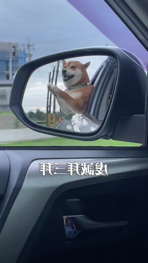 狗帶財