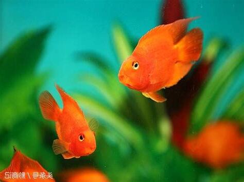養魚顏色