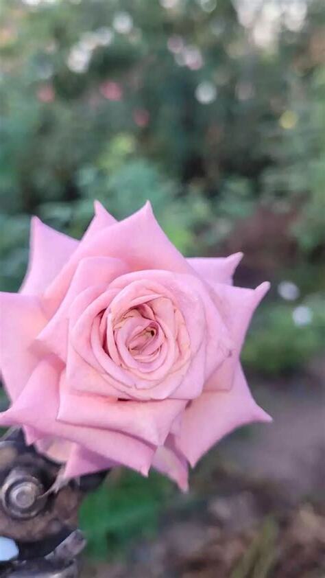 玫瑰花栽種