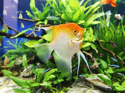 中型魚種類