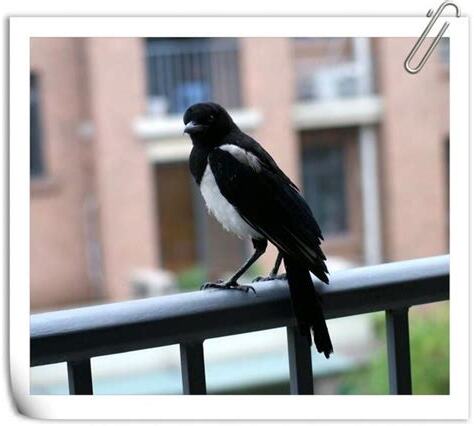 鳥死在陽台上