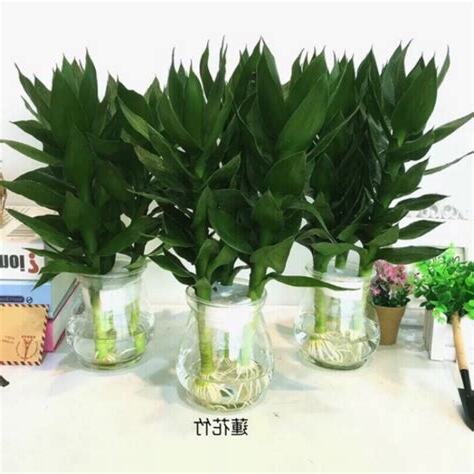 富貴竹水耕