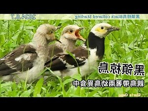 鳥帶財