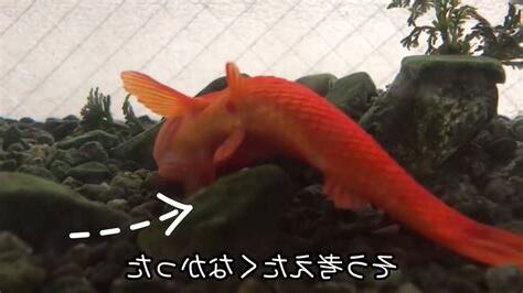 金魚埋葬
