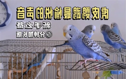 鸟死在家里