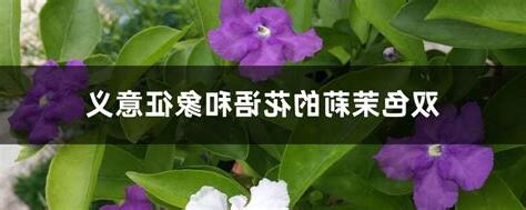 茉莉花意思