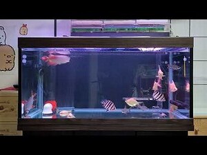 飛鳳魚