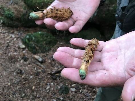 蝙蝠穴