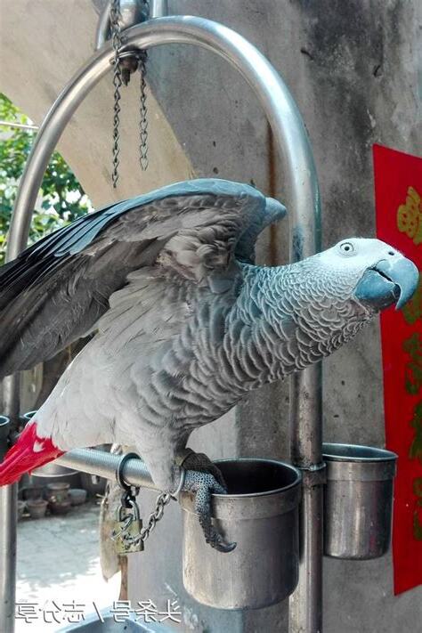 可以養的鳥