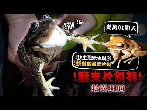 大樹蛙