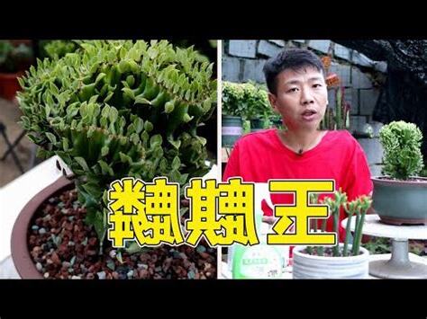 玉麒麟植物風水