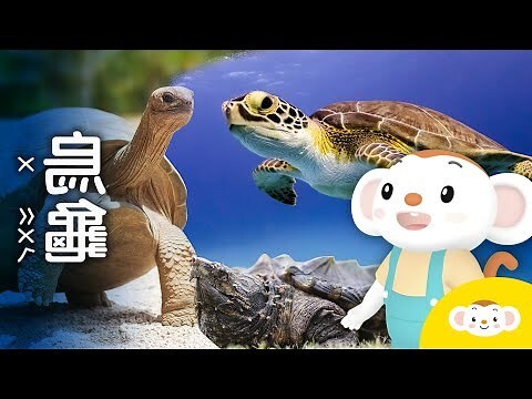 烏龜真的會笑嗎