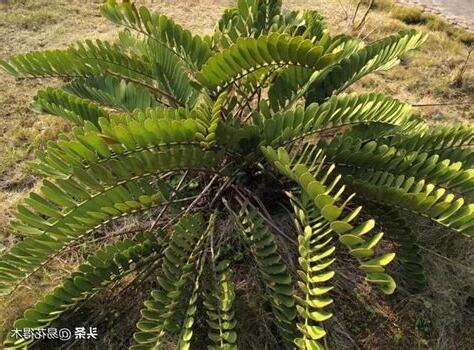 墨西哥鐵樹