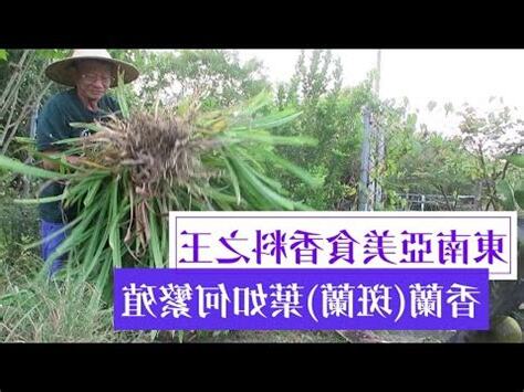 班蘭葉種植方法