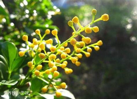 香花植物有哪些