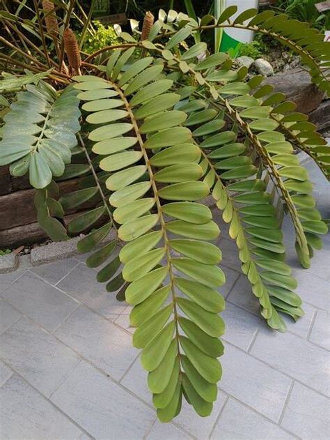 幸運草鐵樹