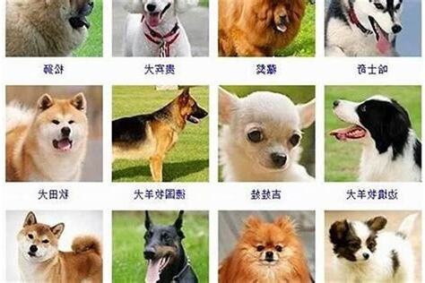 屬狗適合的名字