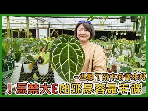 北角雨林