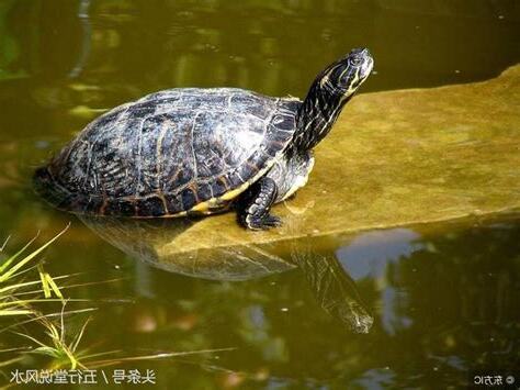 家裡養烏龜風水
