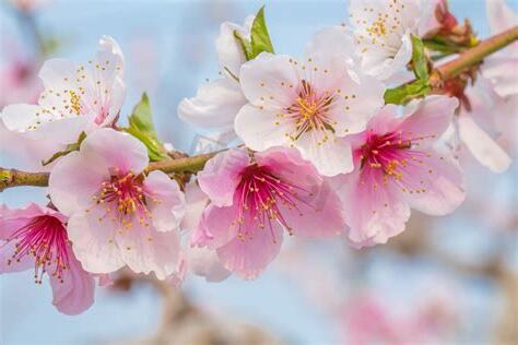 桃花房
