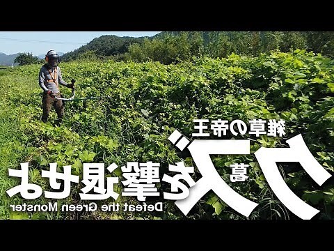 葛類植物