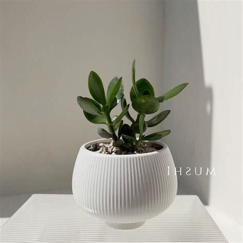 桌上植物風水