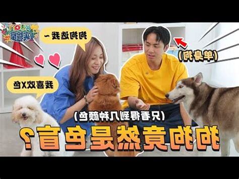 狗狗看得到的顏色
