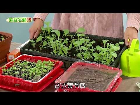 橄欖樹盆栽